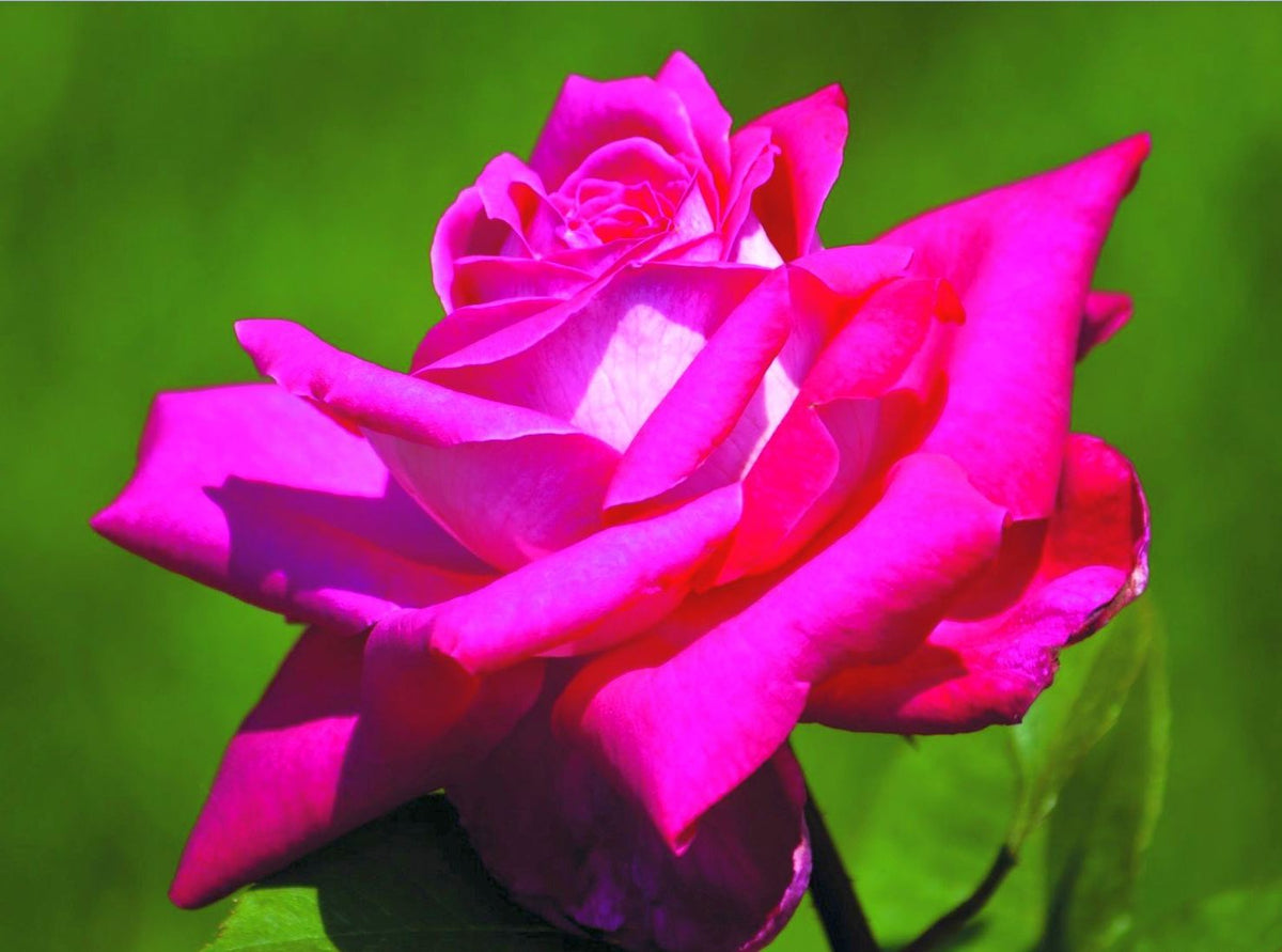 Rosa (T) &