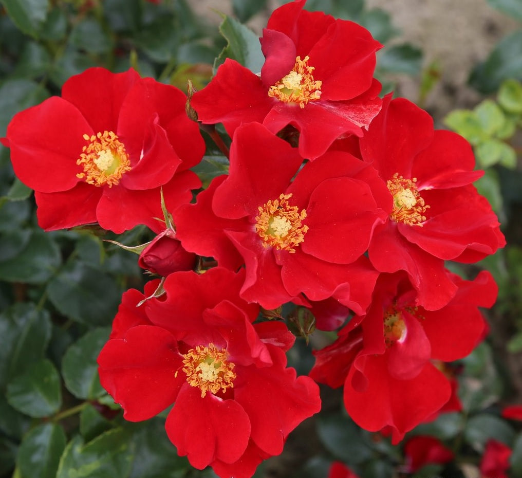 Rosa &