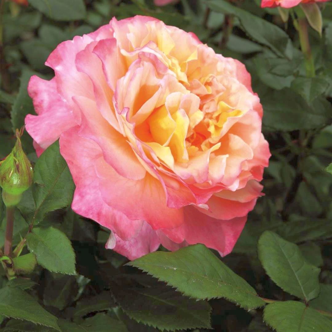 Rosa (H) &