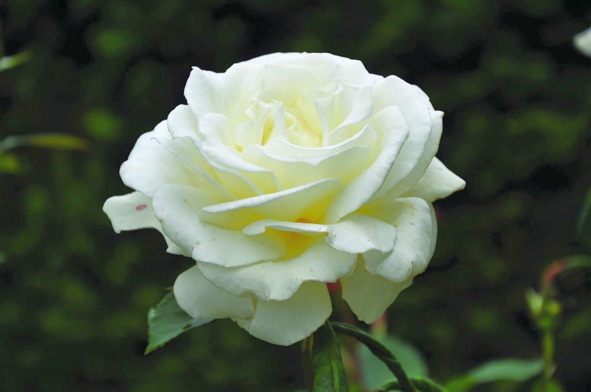 Rosa Annapurna C3 (3 liters kruka)
