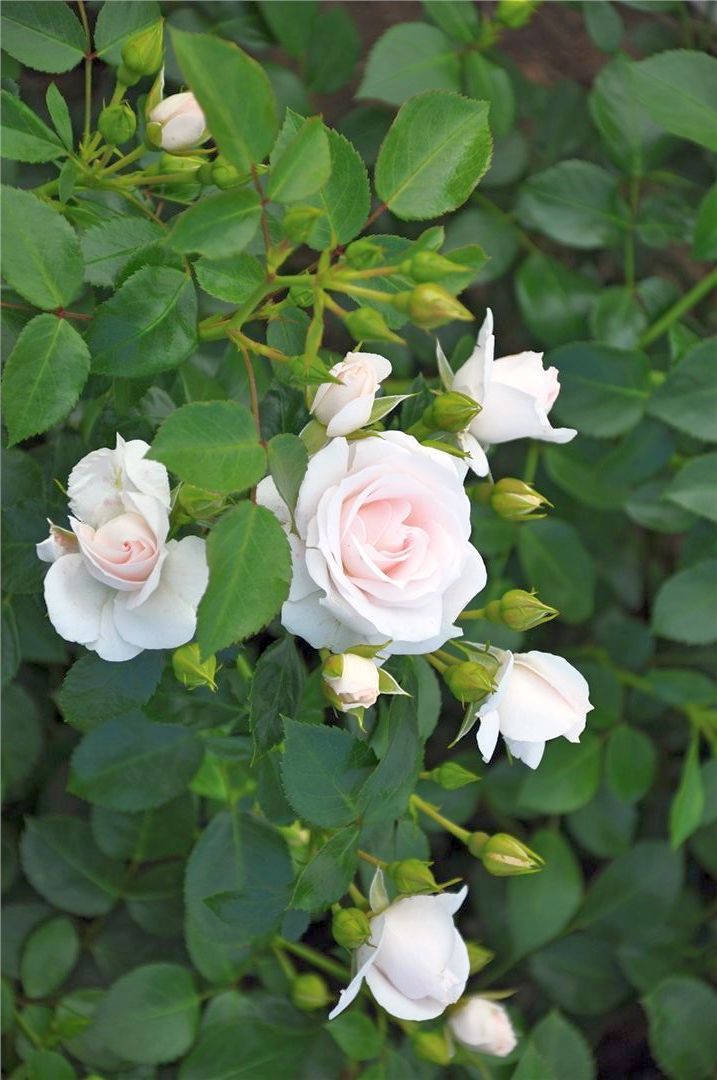 Rosa (H) &