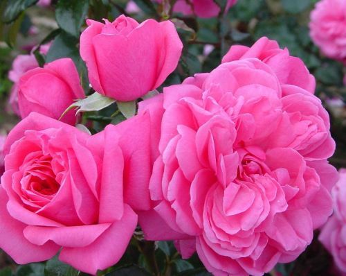 Rosa (H) &