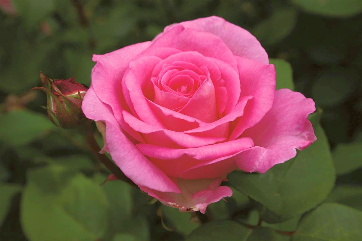 Rosa (T) &