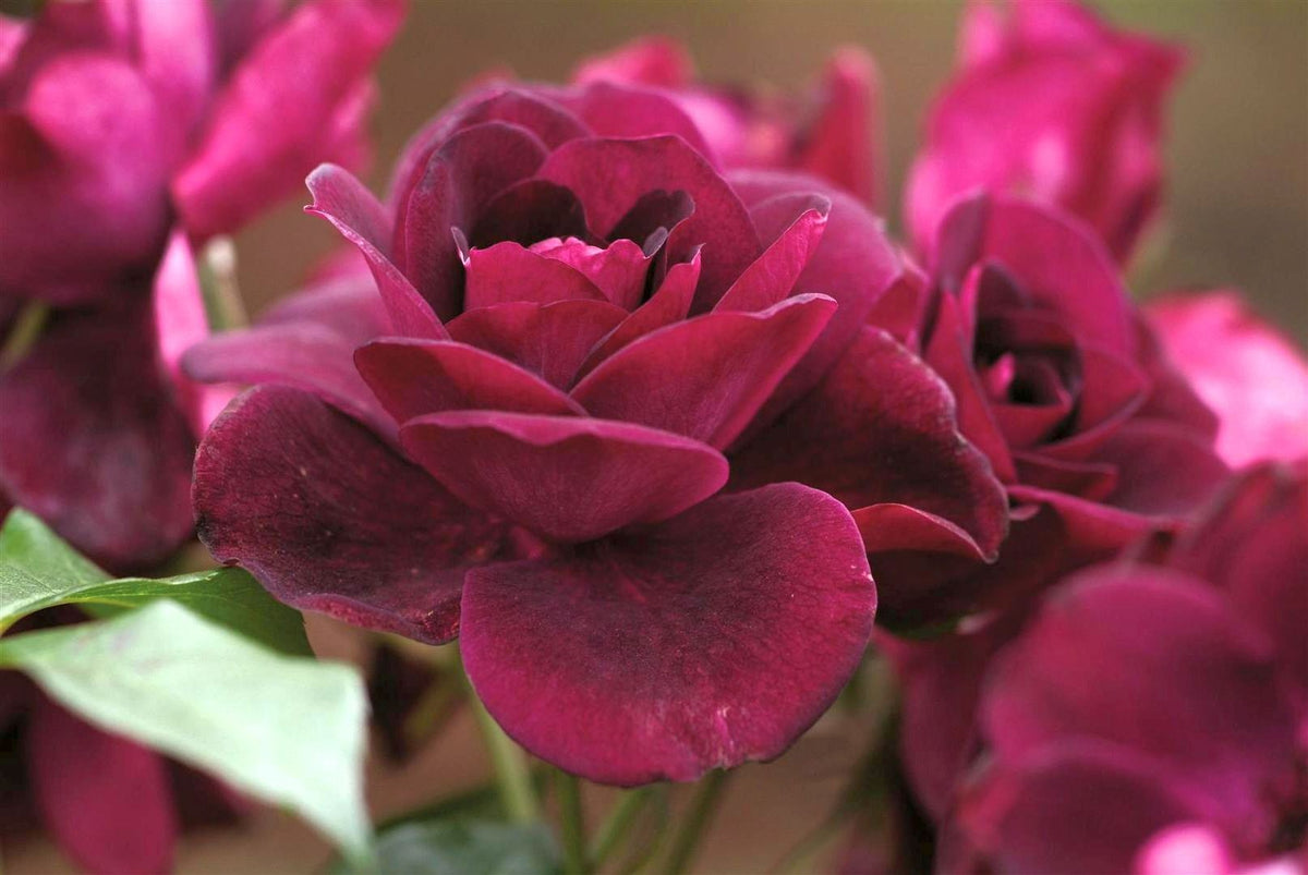 Rosa (F) &