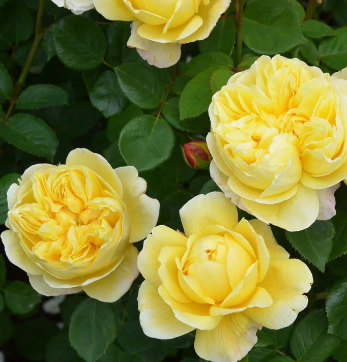 Rosa (H) &