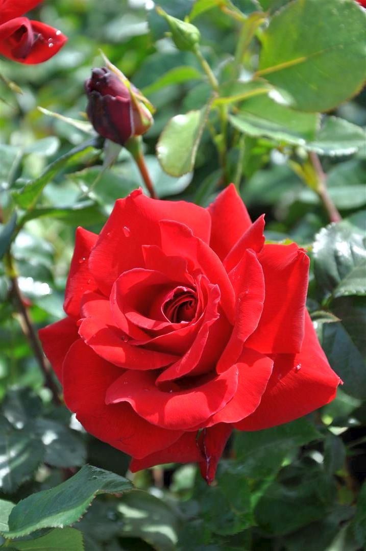 Rosa (T) &