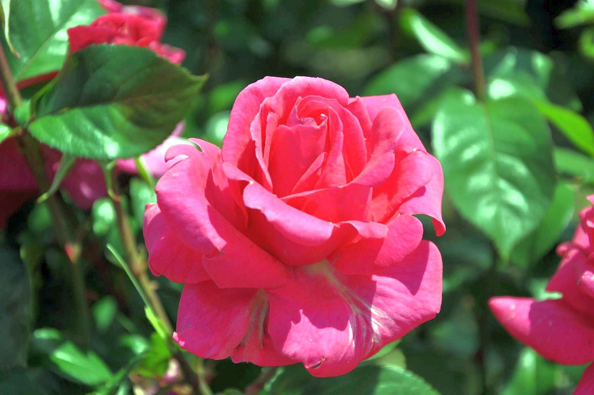 Rosa (T) &