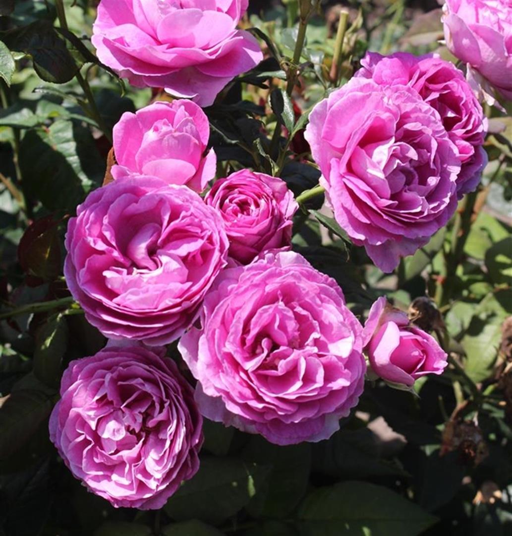Rosa (T) Carmen Würth® C5 (5 liters kruka) / 23 cm kruka