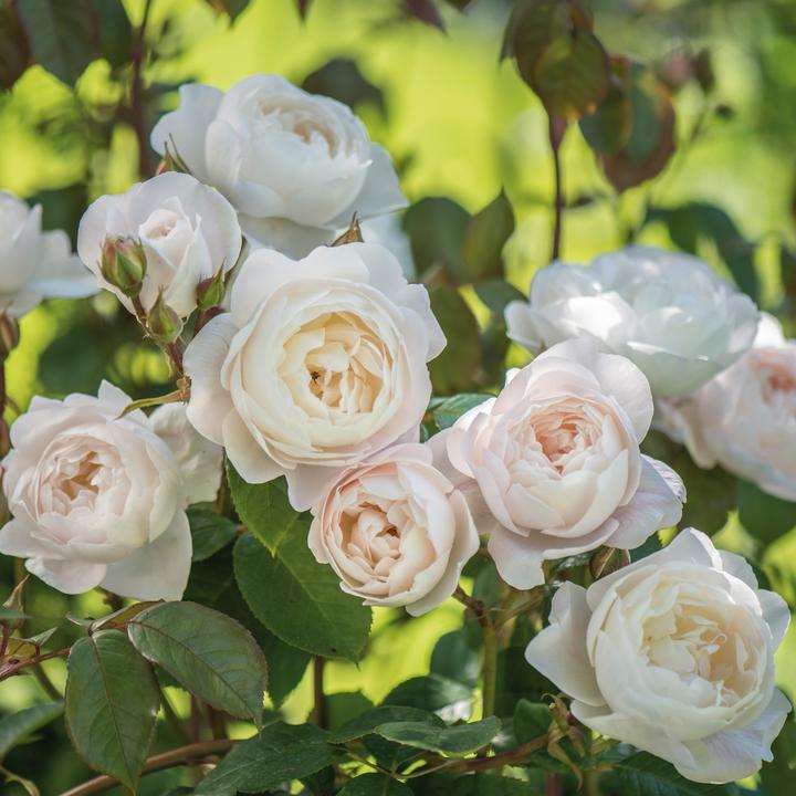 Rosa &