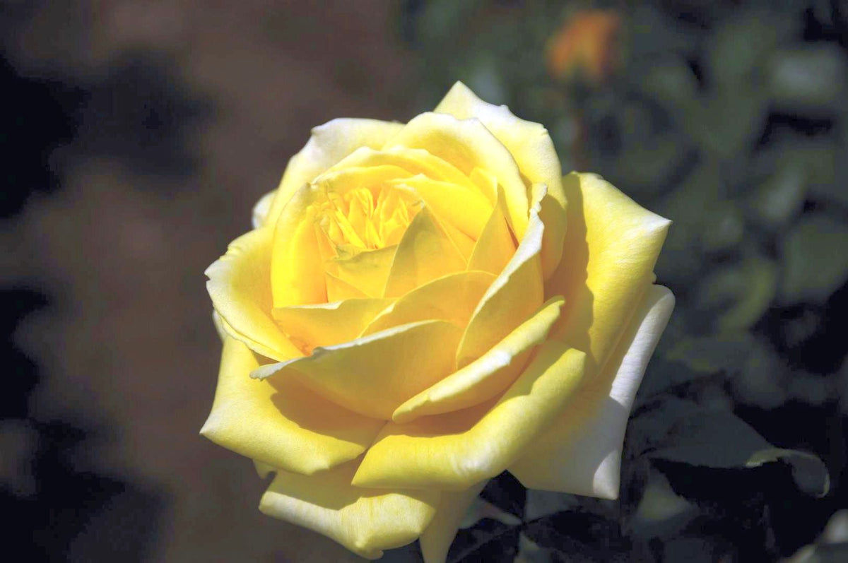 Rosa &