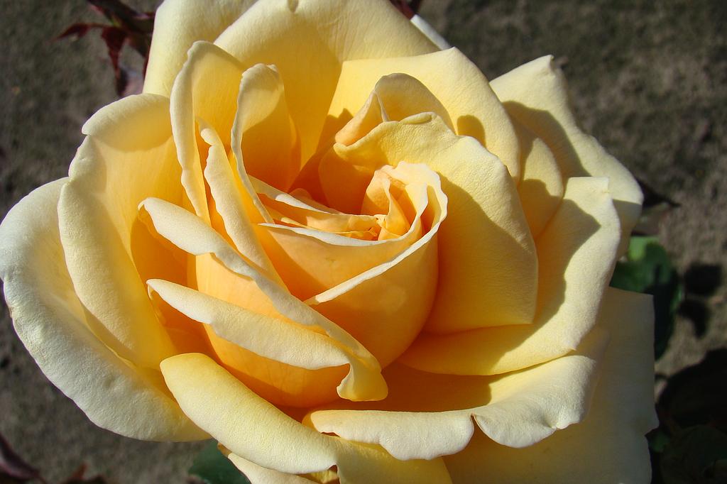 Rosa (T) &