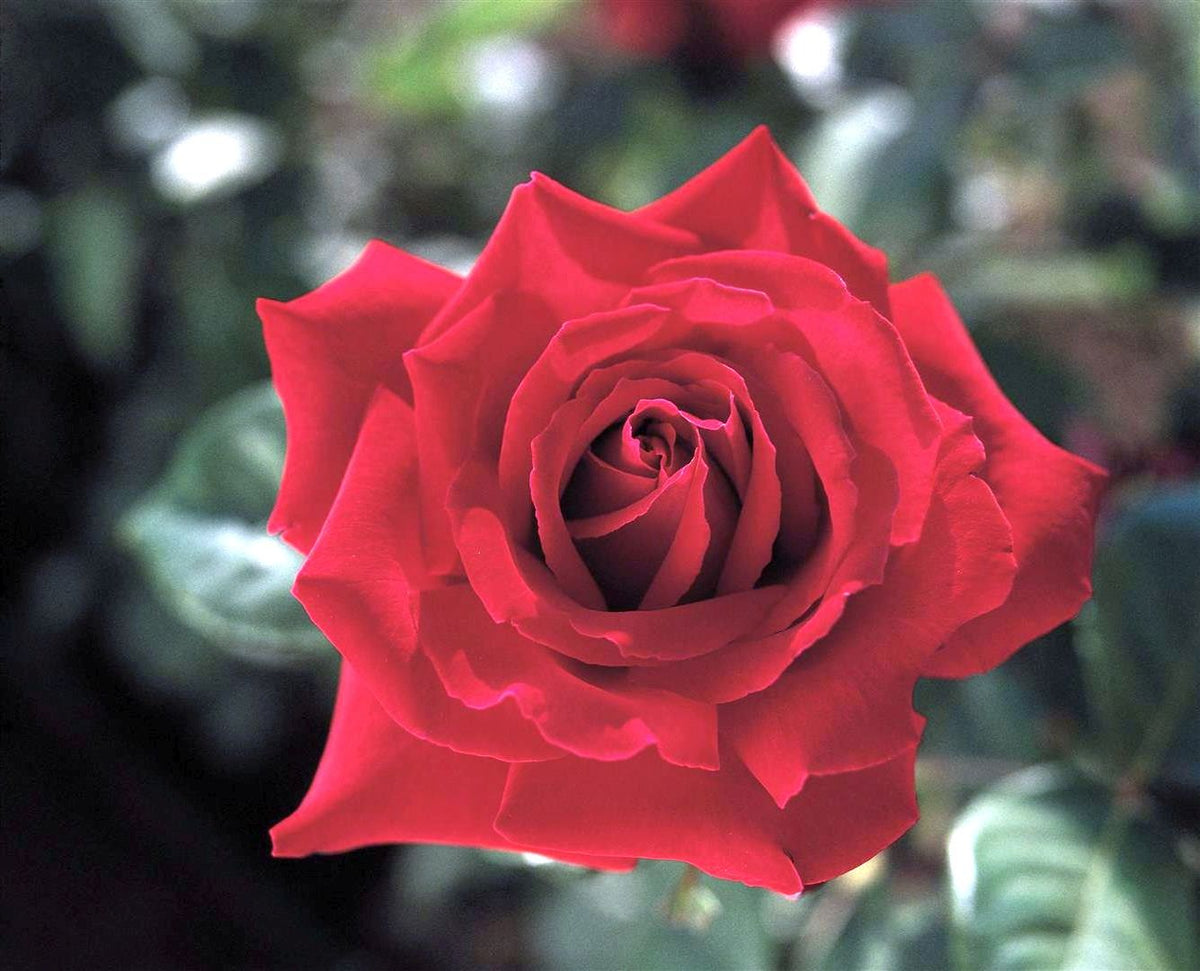 Rosa (T) &