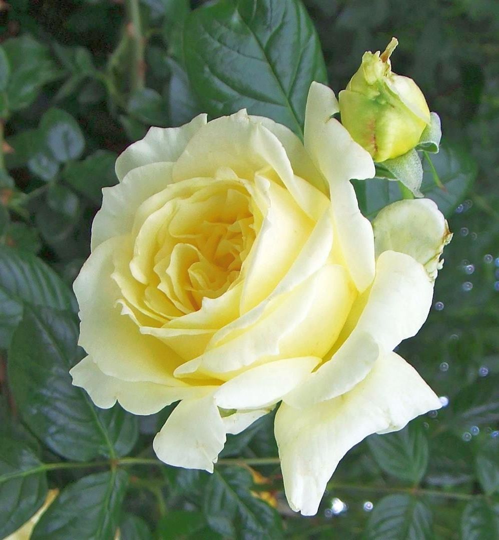 Rosa (T) Elfe C3 (3 liters kruka)