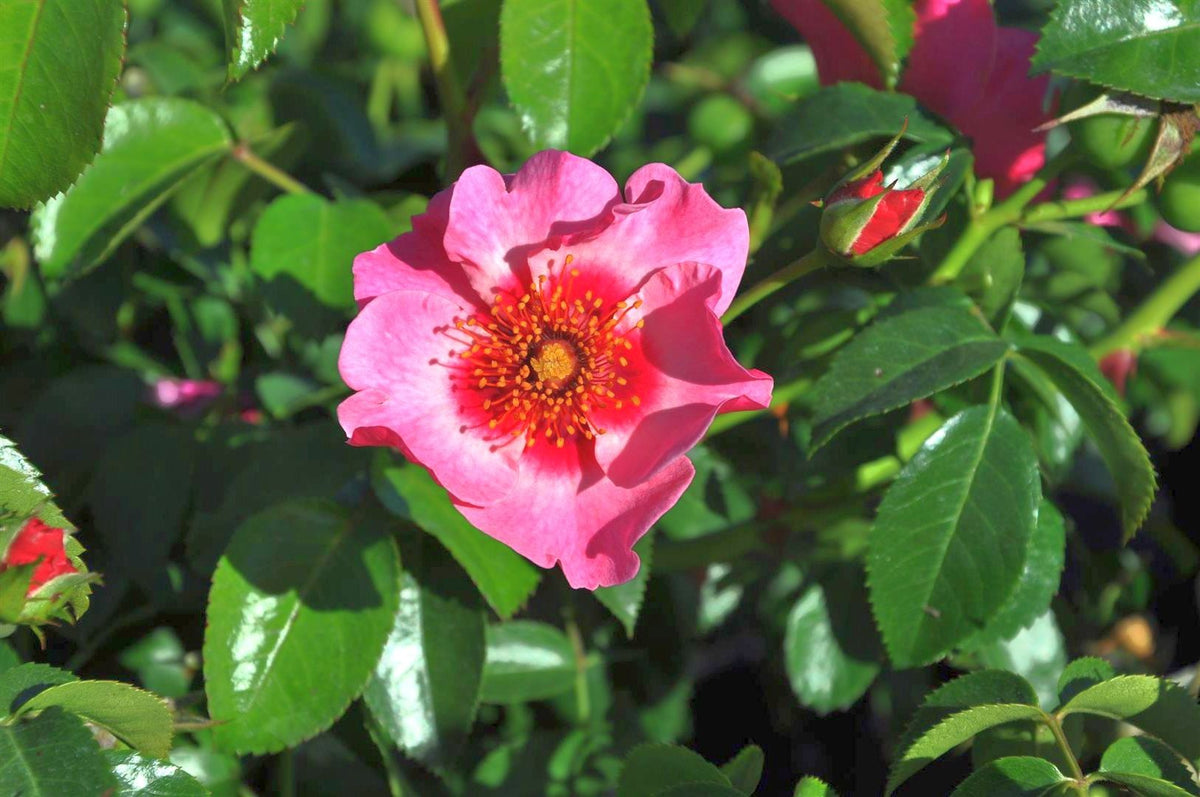 Rosa &