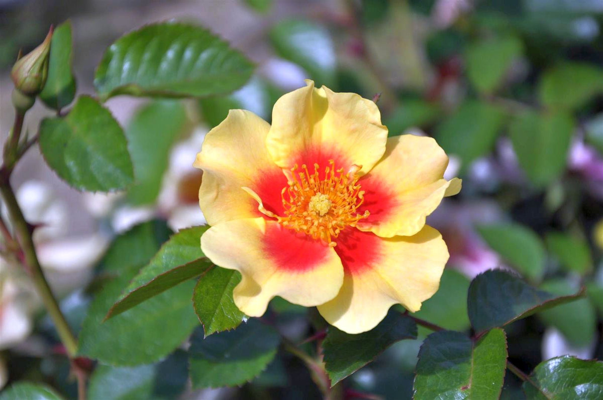 Rosa &