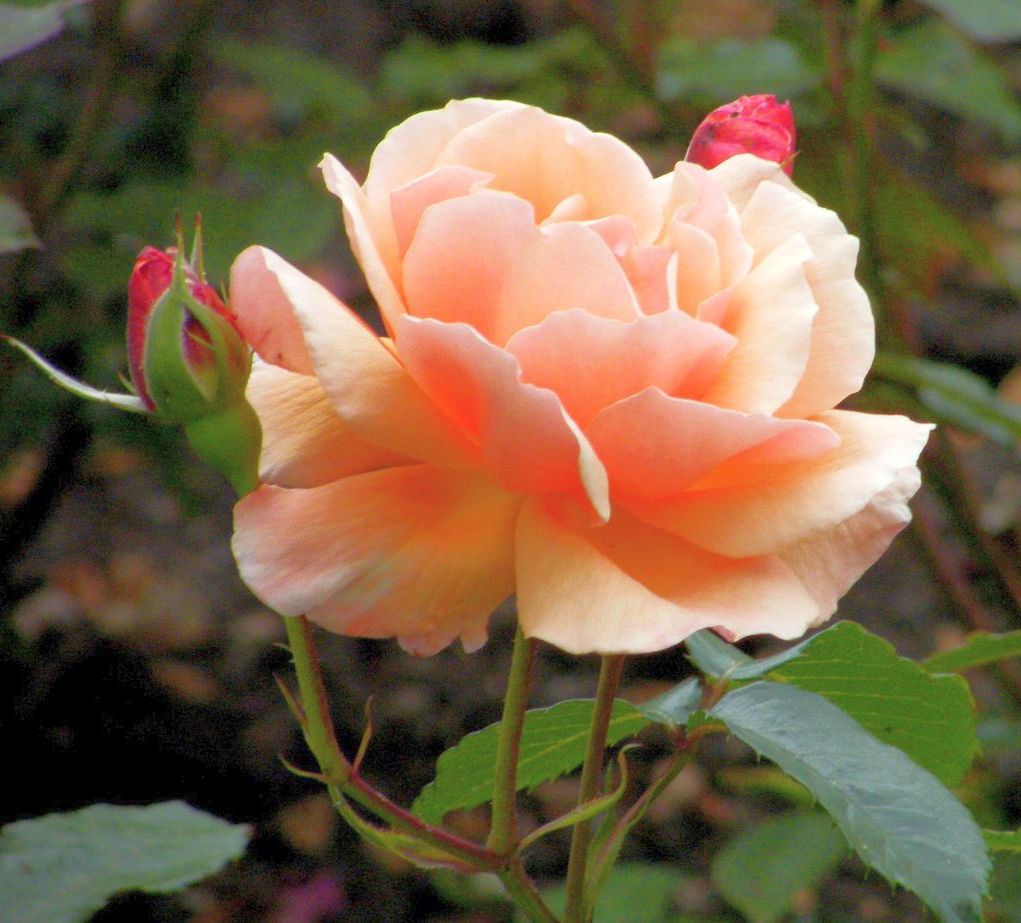 Rosa (F) &