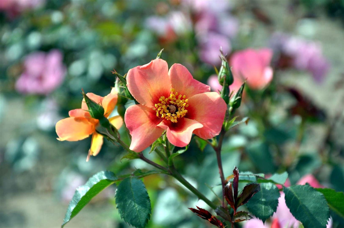 Rosa &