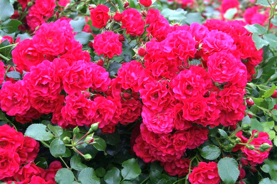 Rosa Gärtnerfreude C3 (3 liters kruka)