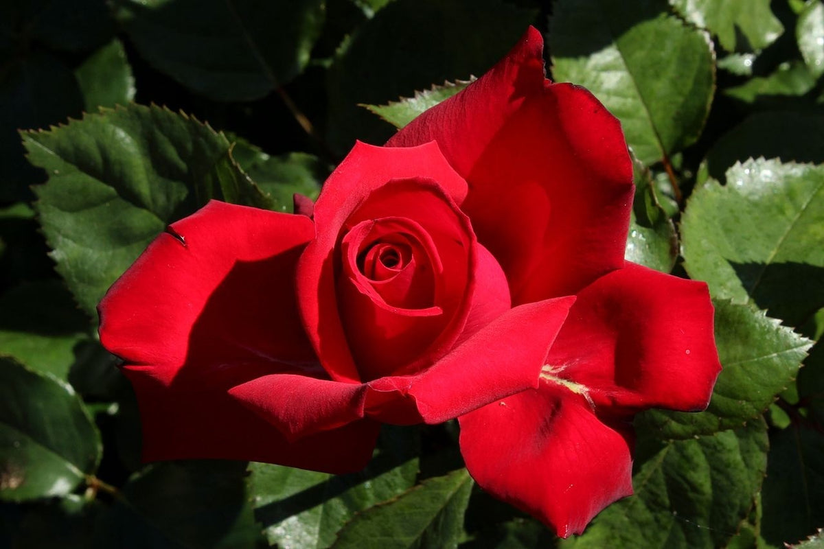 Rosa &