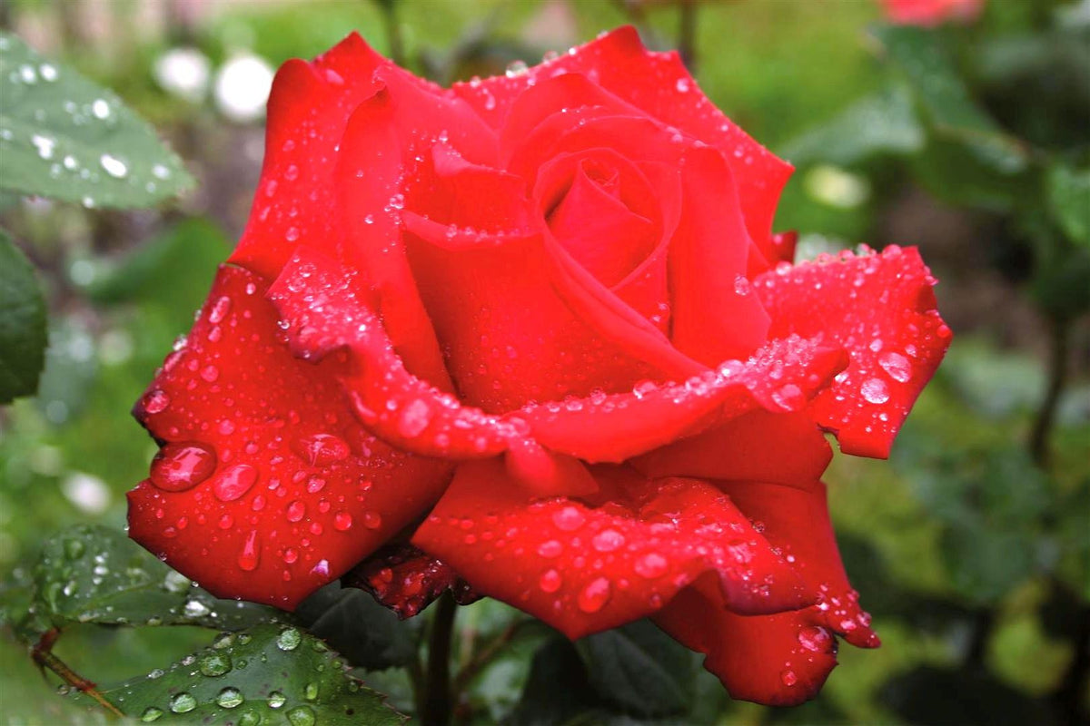 Rosa &