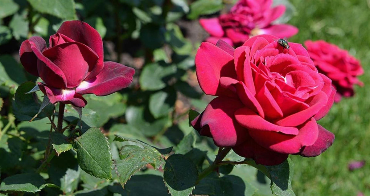 Rosa (F) &