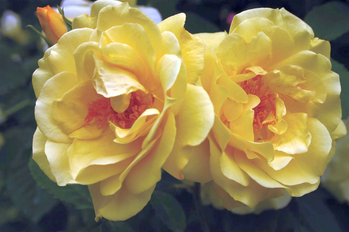 Rosa &