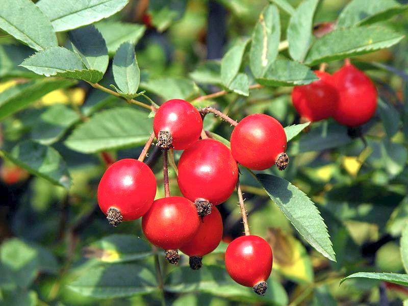Rosa glauca C3 (3 liters kruka) / 19 cm kruka