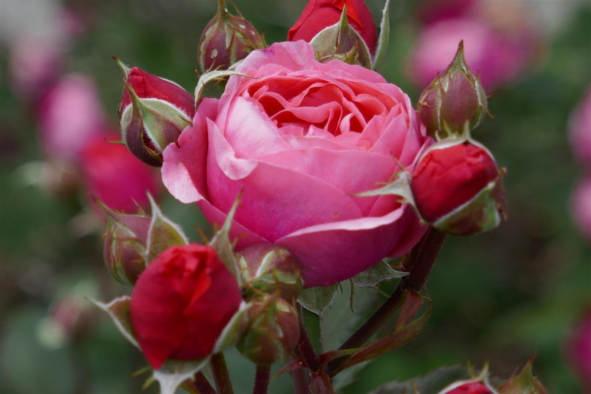 Rosa (F) &