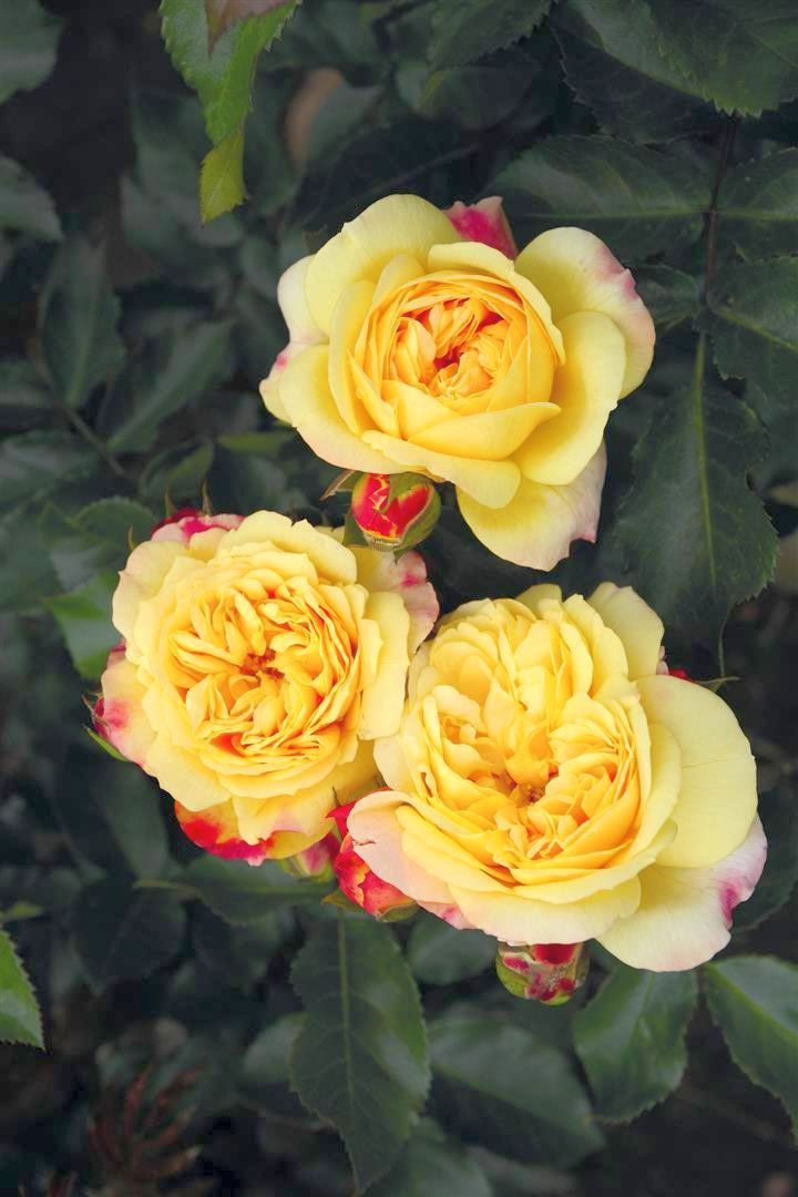 Rosa &