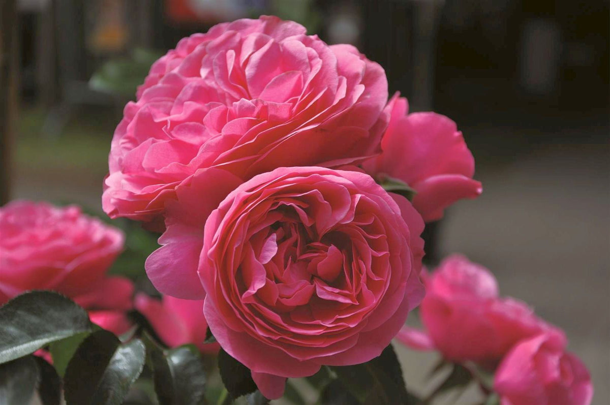 Rosa (T) Leonardo da Vinci 90 cm stam C7,5 (7,5 liters kruka)