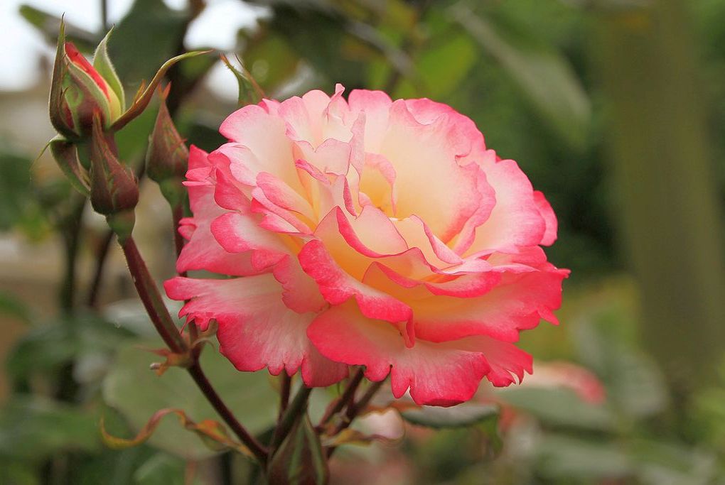 Rosa (K) &