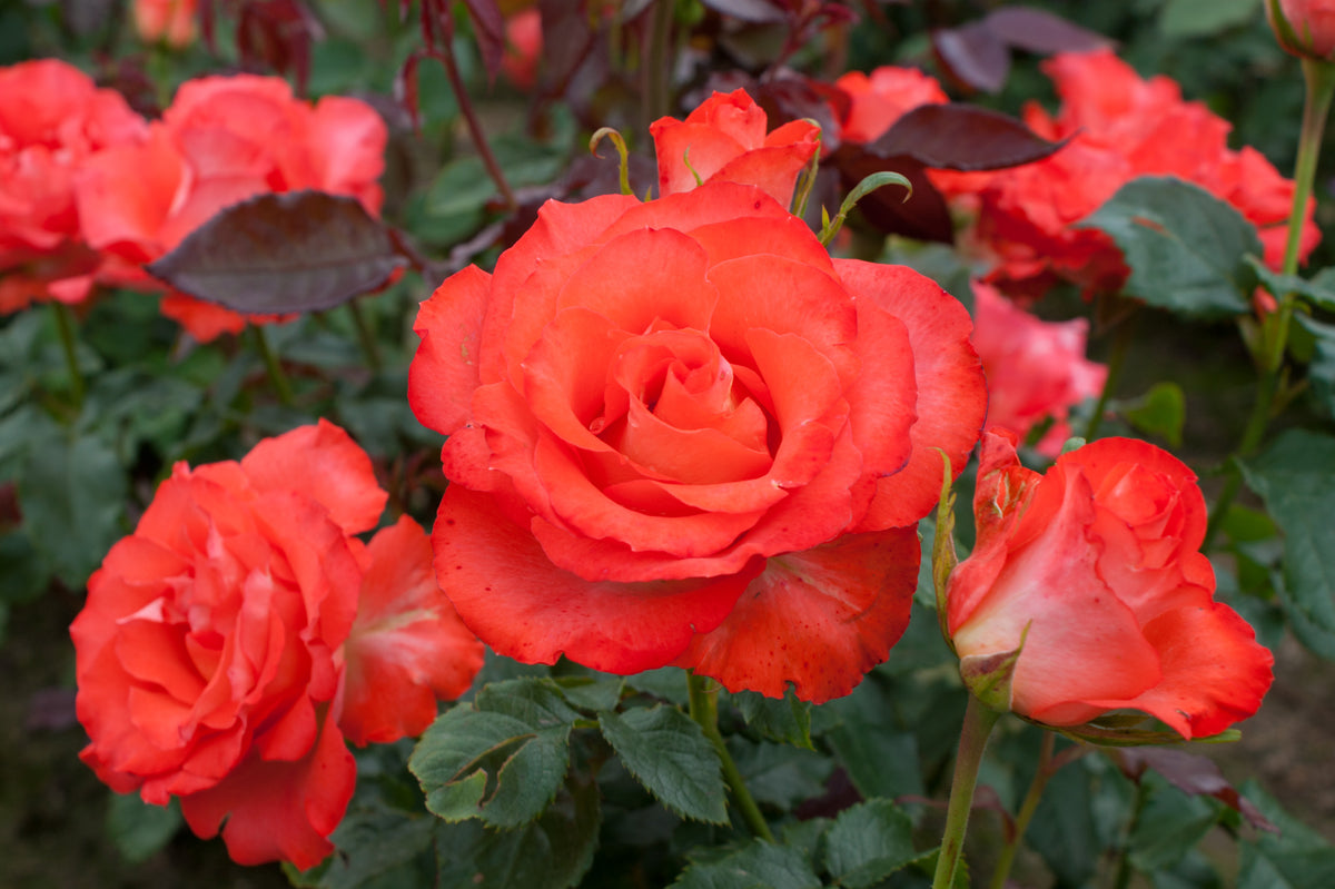 Rosa (F) &