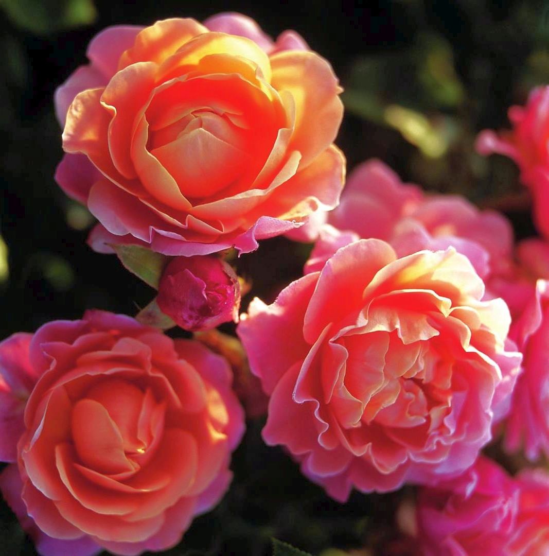 Rosa (F) Marie Curie C3 (3 liters kruka)