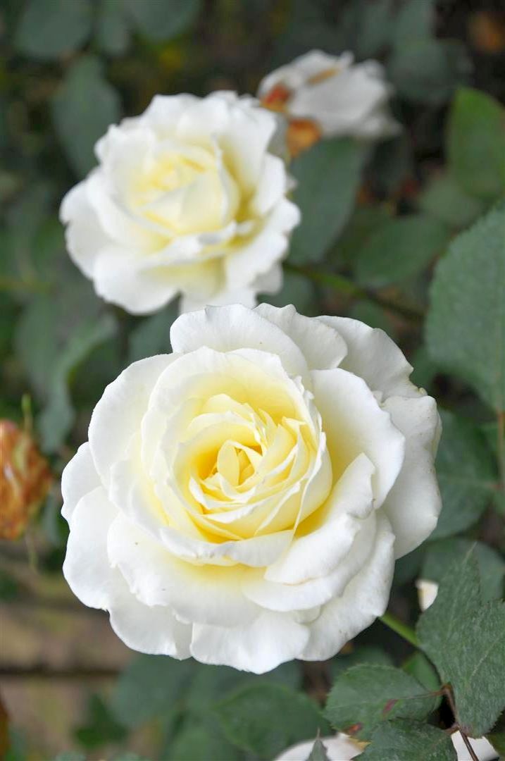 Rosa (T) Memoire C5 (5 liters kruka)