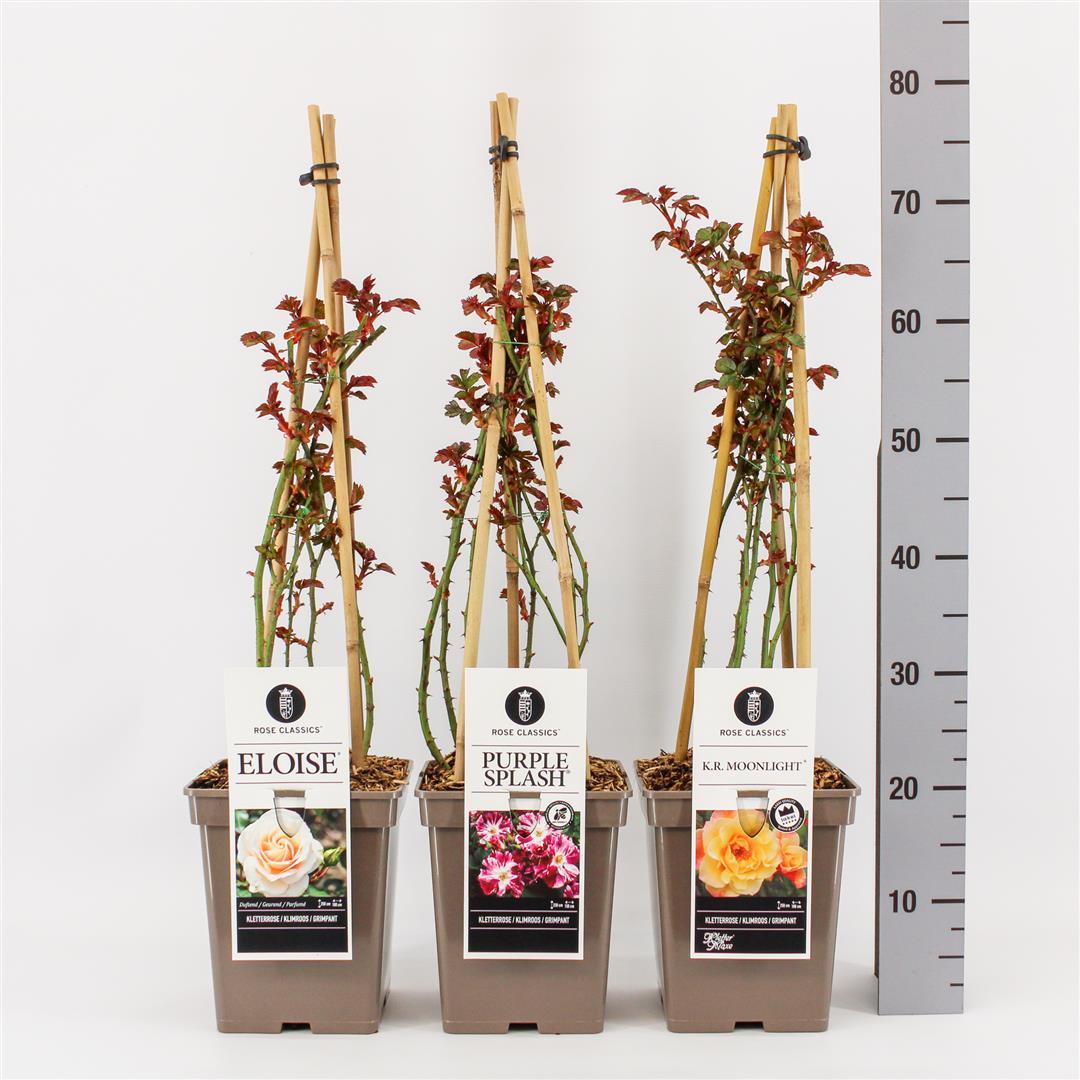 Rosa mix Klätter/License/Classics C5 (5 liters kruka)