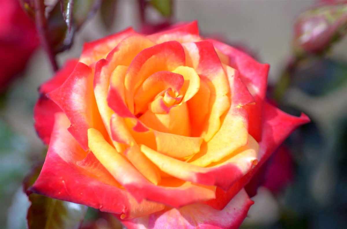Rosa (T) &