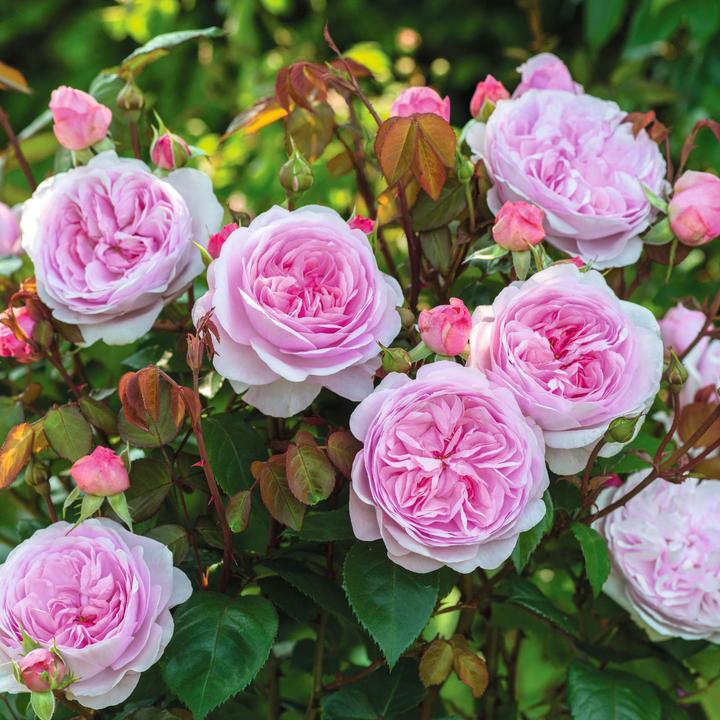 Rosa (H) &