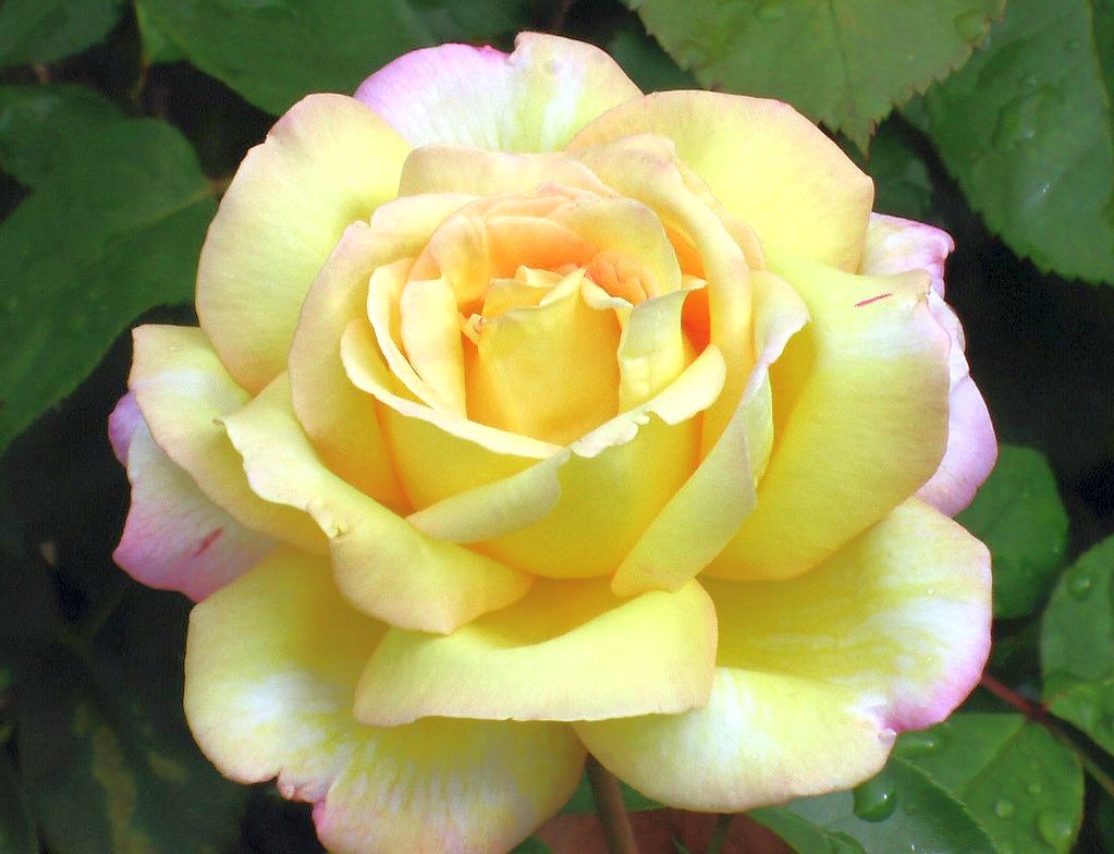 Rosa (T) &