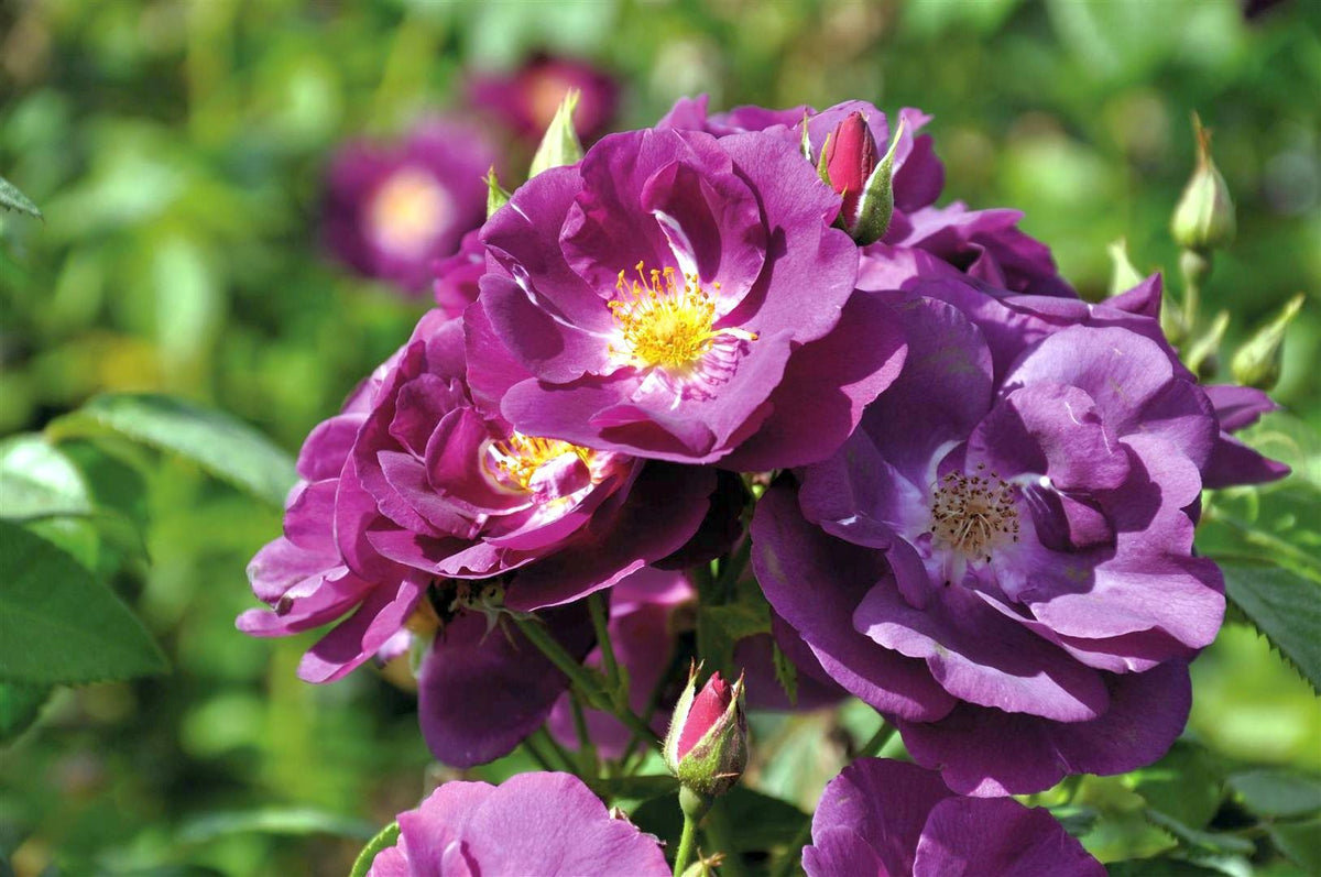 Rosa &