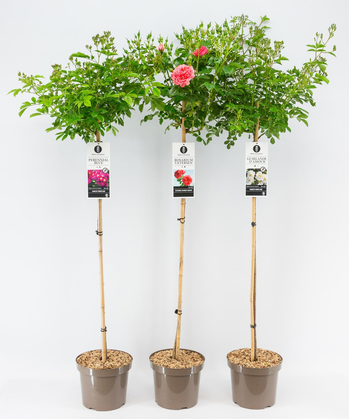 Rosa Mix Rambler 110 cm stam C7,5 (7,5 liters kruka)
