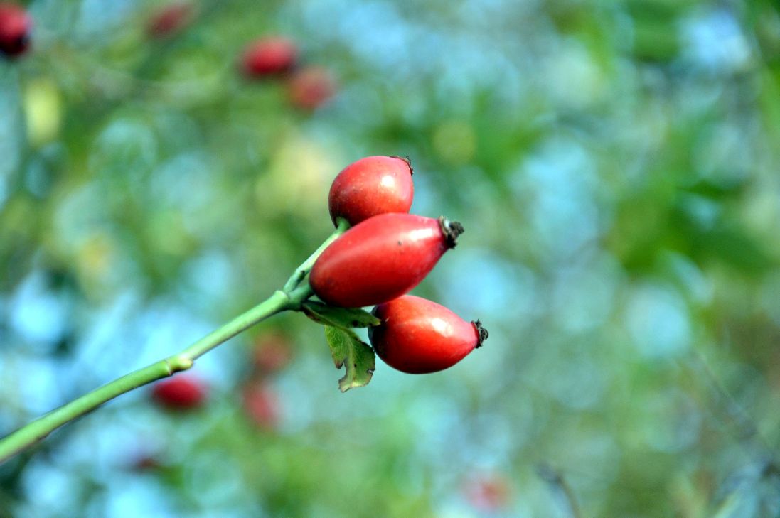 Rosa (o) rubiginosa C3 (3 liters kruka)