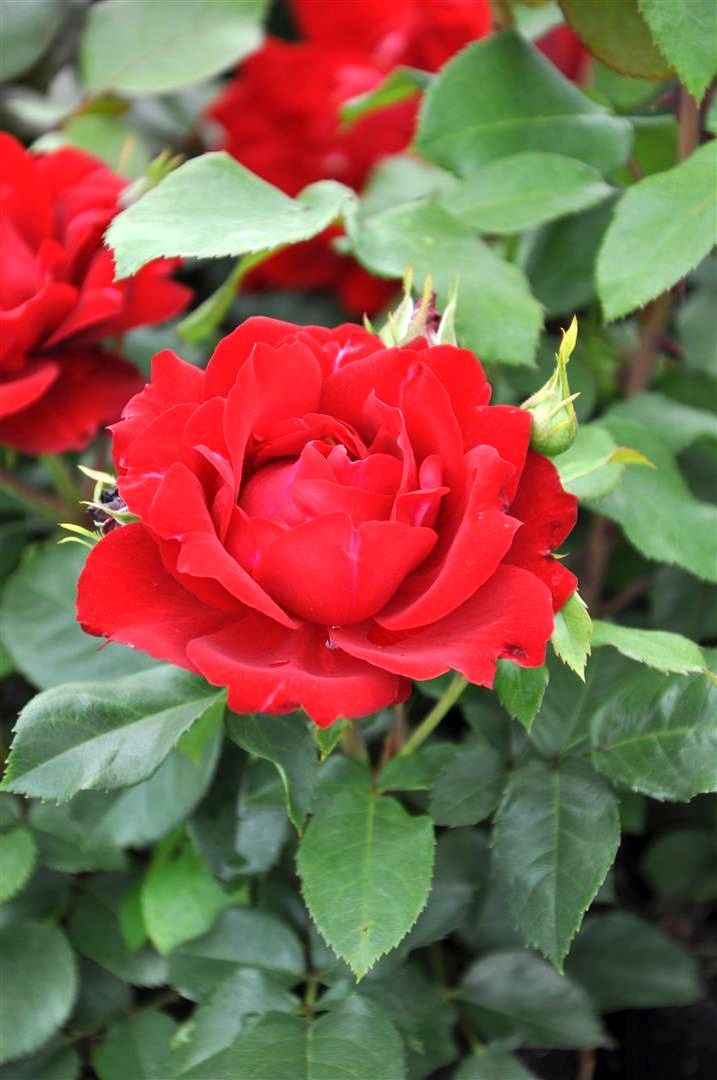 Rosa (F) &
