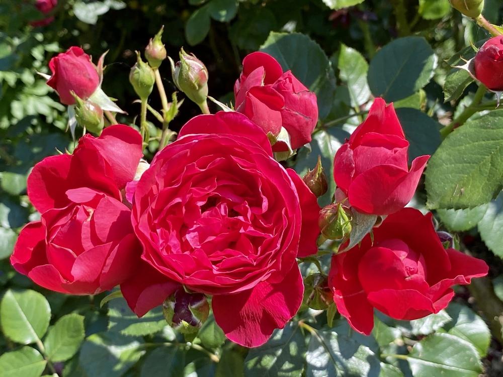 Rosa &
