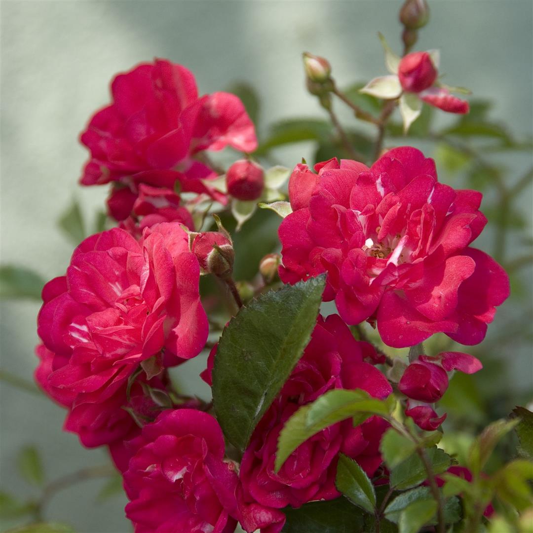 Rosa (PA) &