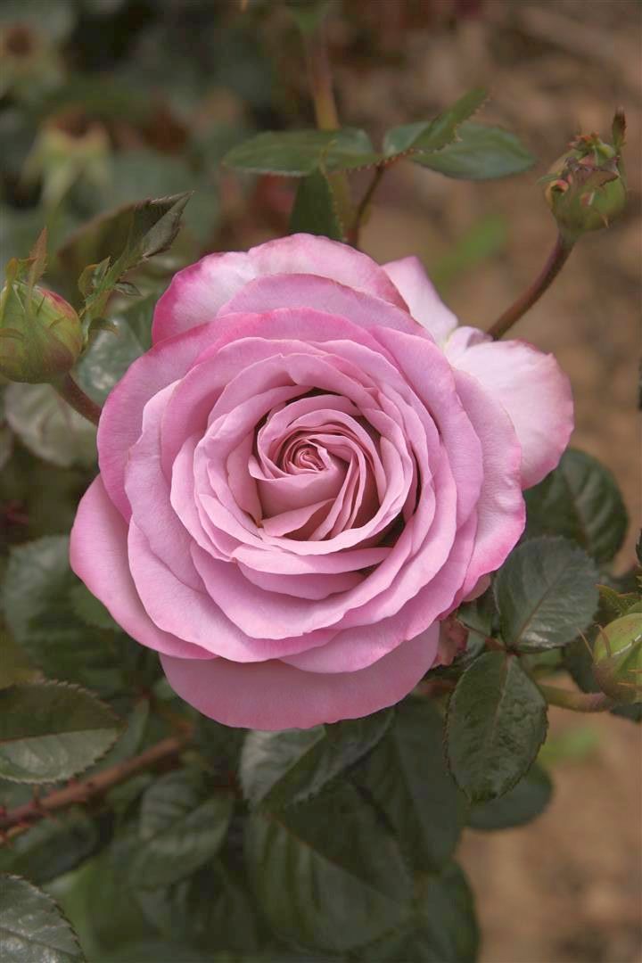 Rosa &