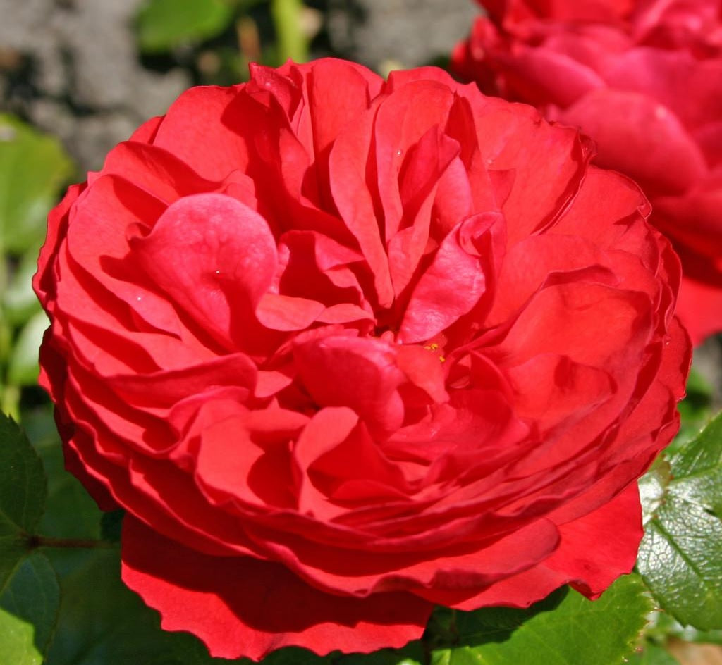 Rosa (K) &