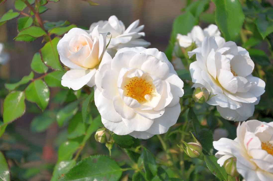 Rosa &