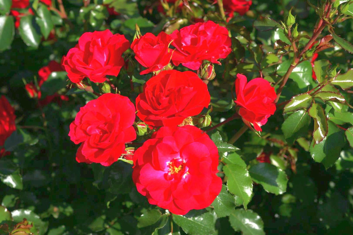 Rosa &