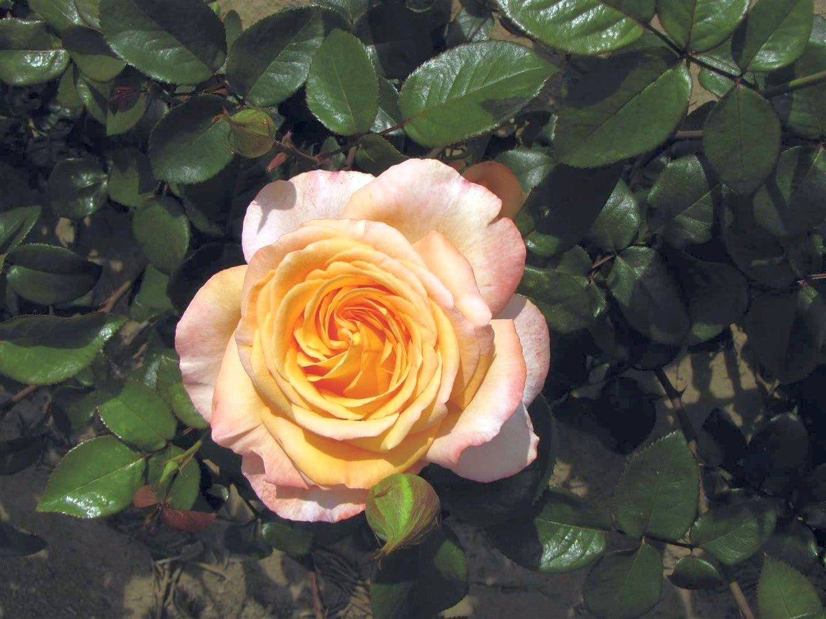 Rosa &