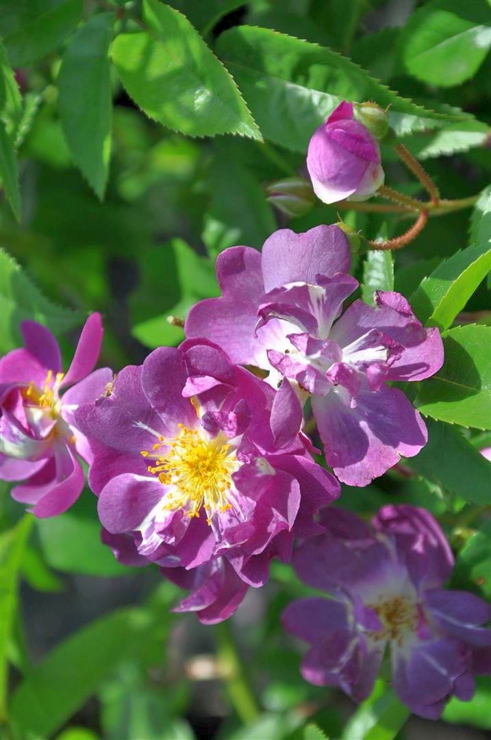 Rosa &